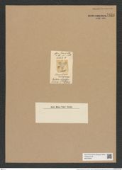 Triceratium mammosum Grev. (de-Toni-Nr.: Genus 140, Species 3978) Zeichnungen Sammlung Grunow Nr. 7454 (NHMW-BOT-W0376546)